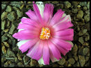 ariocarpus bravoanus 1