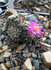 ariocarpus kotschoubeyanus subsp kotschoubeyanus
