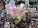 ariocarpus fissuratus var iloydii
