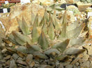 ariocarpus retusus subsp confusus