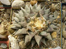ariocarpus retusus subsp retusus fma ,m n furfuraceus