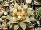 ariocarpus retusus subsp retusus
