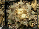 ariocarpus retusus subsp retusus fma .furfuraceus rostratus