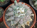 ariocarpus retusus subsp trigonus 1