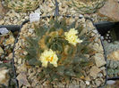 ariocarpus retusus subsp.trigonus 4