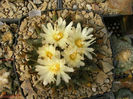 ariocarpus retususs subsp trigonus 3