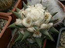 ariocarpus_trigonus2-t1
