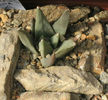 ariocarpus retusus subsp.retusus fma.a -mg 33.81