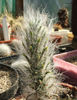 austrocylindropuntia_vestita-t1