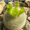 brazilicactus parodia haselbergii subsp. graessneri fma .albisetus
