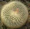 brasilicactus parodia haselbergii subsp haselbergii