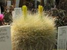 brasilocactus parodia hasselbergii subsp. graessneri
