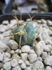 echinocactus horinzonthalonis