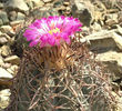echinocactus horizonthalonius