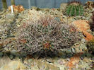 echinocactus polycephalus subsp.polycephalus