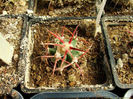echinocactus_parryi1-t1