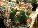 echinocactus_platyacanthus sb26