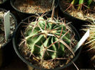 echinocactus_texnsis_sb980_