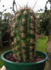 c088200508echinopsis_cephalomacrostibas-t1