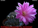 echinopsis backebergii subsp backebergii