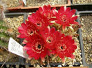 echinopsis cinnabarina