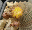 echinopsis famatimensis fma jachalensis wr557a