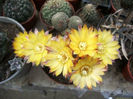 echinopsis famatimensis