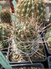 echinopsis ferox