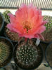 echinopsis hyb.fma.salmoon queen.
