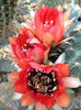 echinopsis jajoana
