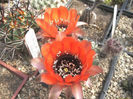 echinopsis marsoneri