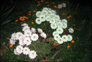 echinopsis oxygona