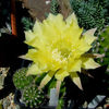 echinopsis sp.