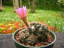 echinopsis_pugionacantha_v__cornuta-t1