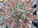 leuchtenbergia principis