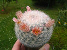 mammillaria candida  3