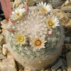 mammillaria candida