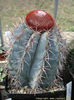 melocactus azureus