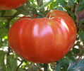 tomate fantazia