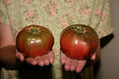 Tomato_'Cherokee_Purple'_(Lycopersicon_lycopersicum)