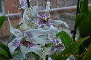 Beallara Tahoma Glacier