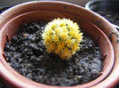 MINI-CACTUS GALBEN