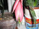 bilbergia 003