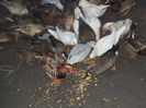 poze 2014 035