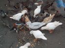 poze 2014 036
