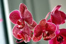orhidee x