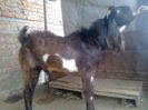 78309_jamnapari-goat-for-sale