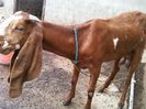 1373434675_526212399_2-jamnapari-goat-Hyderabad