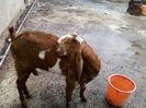 1373434675_526212399_4-jamnapari-goat-Home-Lifestyle