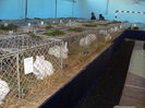 expo oradea 074